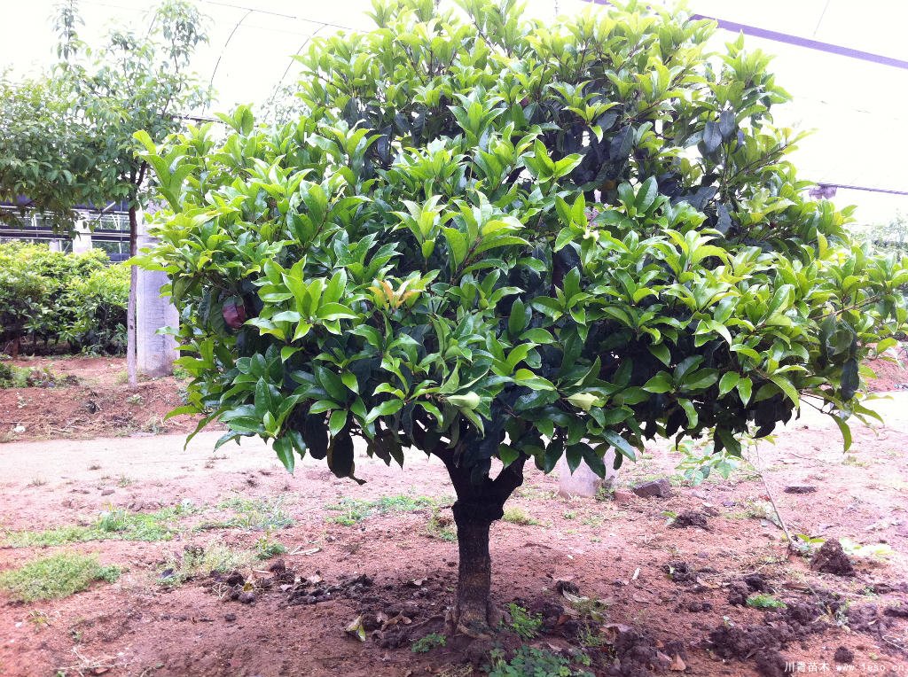 桂花樹在北方能活嗎？桂花樹北方可以種植嗎？