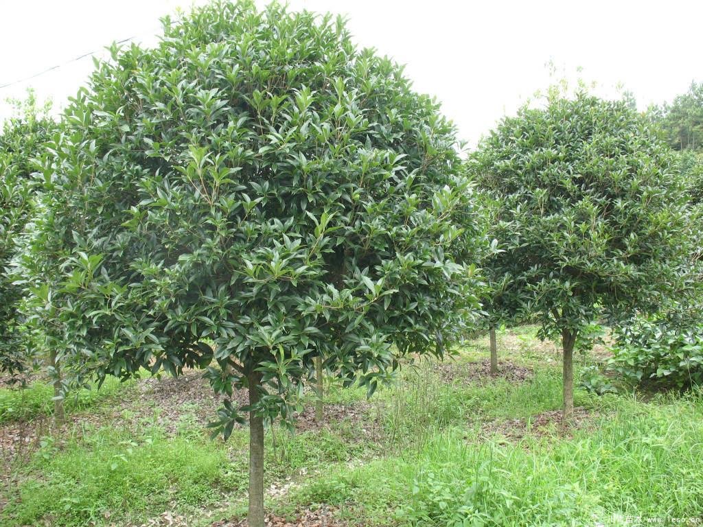 桂花樹在北方能活嗎？桂花樹北方可以種植嗎？