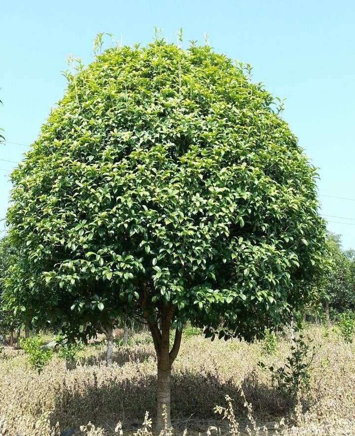 桂花樹在北方能活嗎？桂花樹北方可以種植嗎？