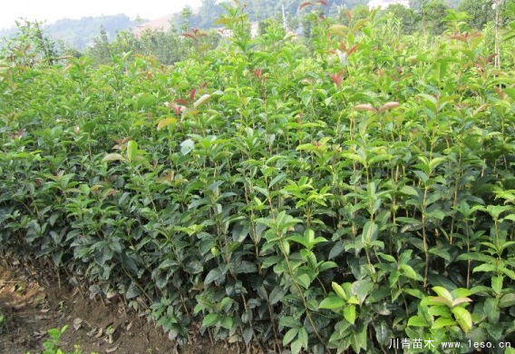 桂花樹(shù)什么時(shí)候種植好