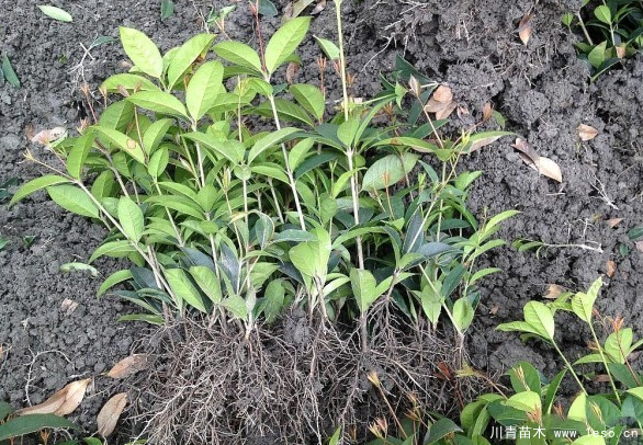 七月還能不能種植桂花樹呢？