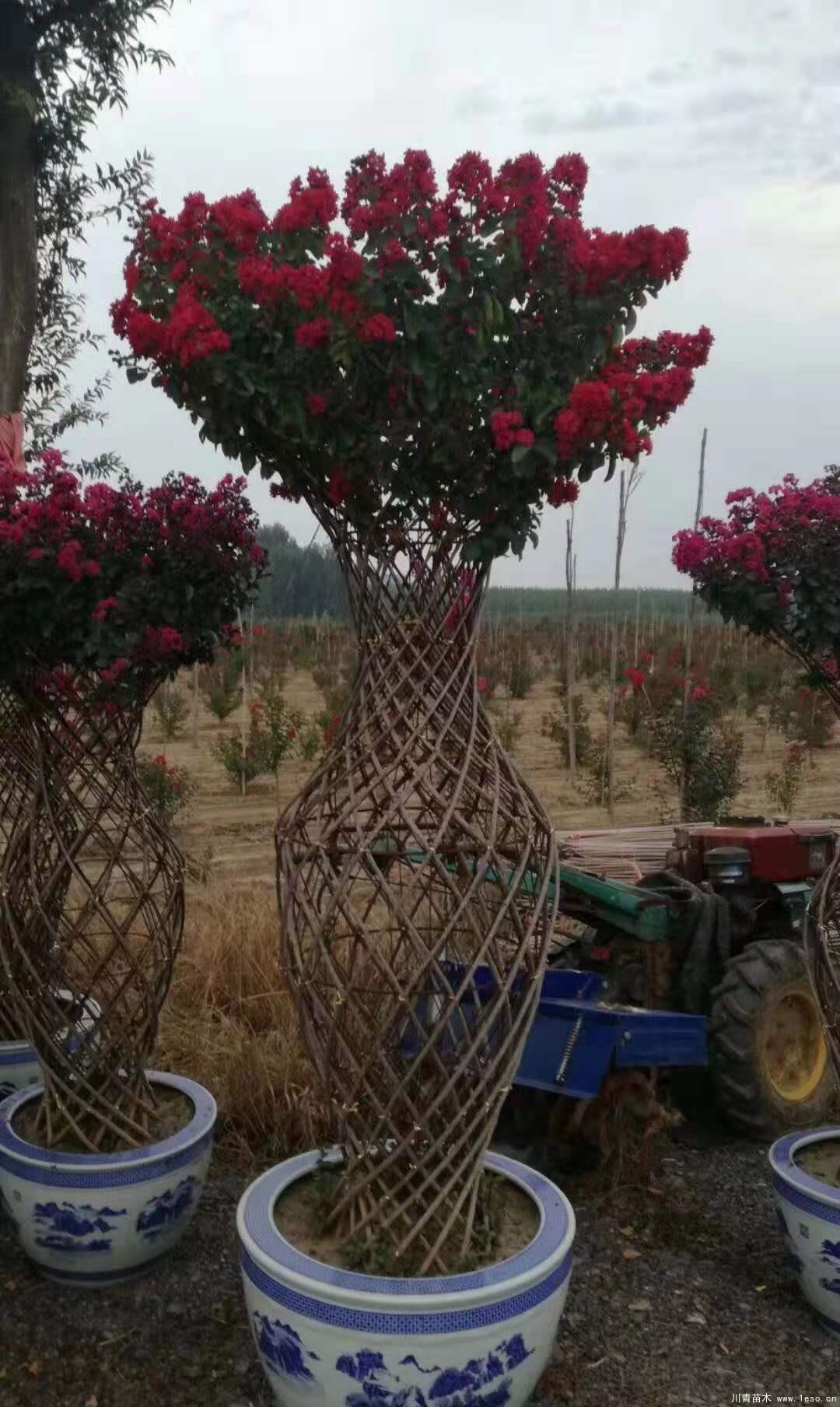 紫薇花瓶造型-植物造型風景樹-庭院綠化