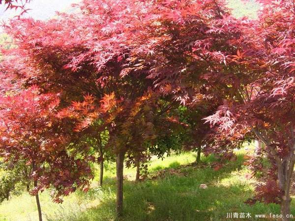中國紅楓多少錢一棵？