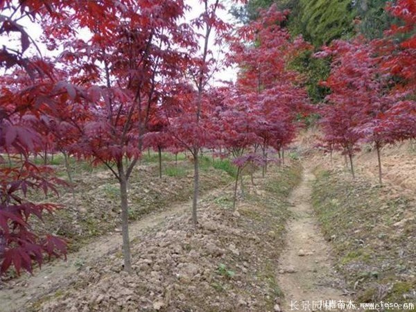 3公分日本紅楓價格多少錢?