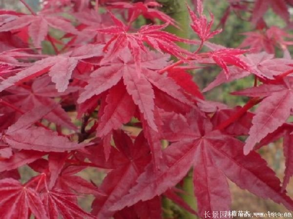 3公分日本紅楓價格多少錢?