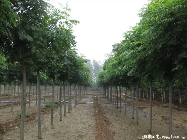 6公分8公分10公分欒樹價格多少錢一棵？