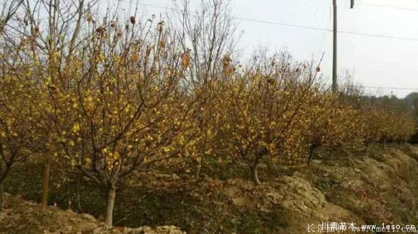 臘梅圖片基地實拍 1.8米臘梅價格是多少錢一棵?