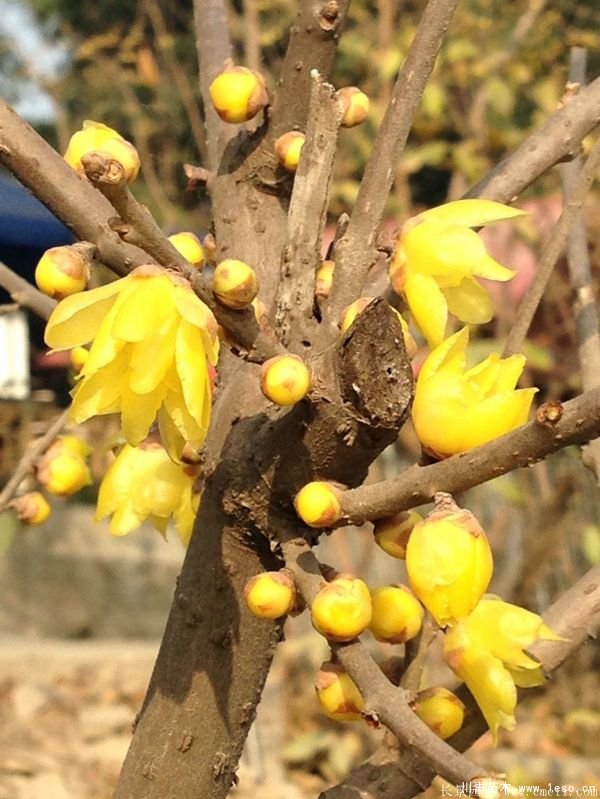 臘梅圖片基地實拍 1.8米臘梅價格是多少錢一棵?